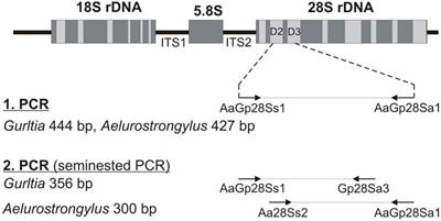 Paraparesis due to angio-neurotropic Gurltia paralysans in a domestic cat (Felis catus) and retrospective study on feline gurltiosis cases in South America